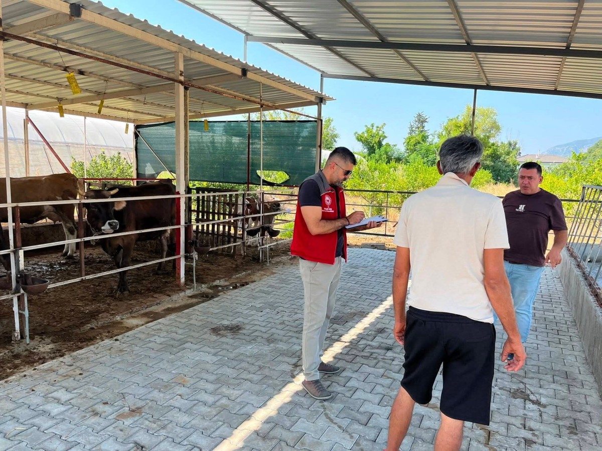 Ortaca'da Büyükbaş Hayvancılık İşletmelerinde Kapasite İncelemesi Yapıldı
